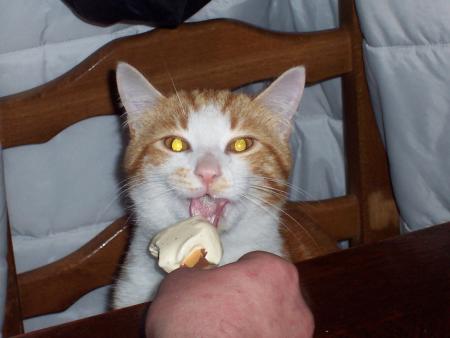 Mon chat